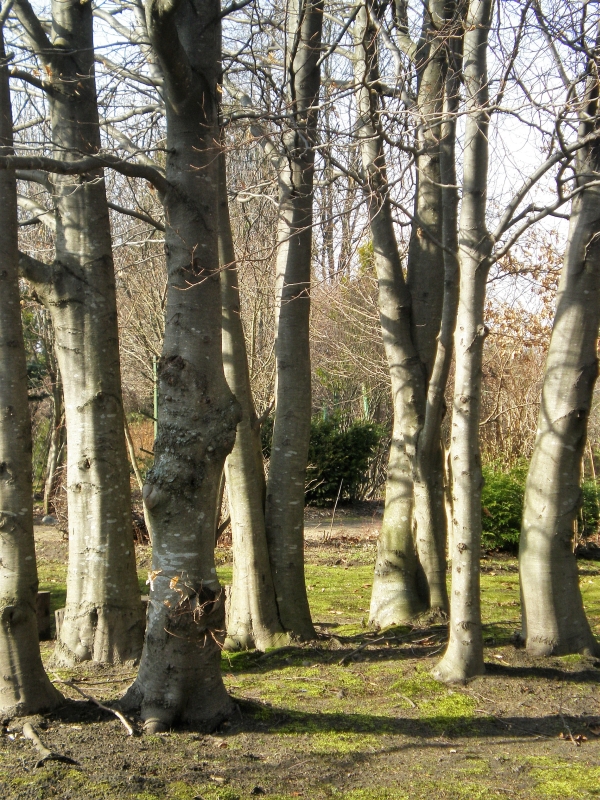 Fagus sylvatica